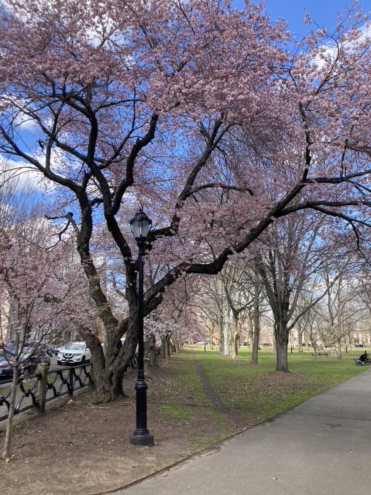 Cherry blossoms at Wooster Square in New Haven